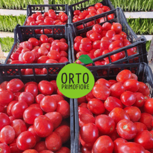 Pomodori da salsa bio 10 kg